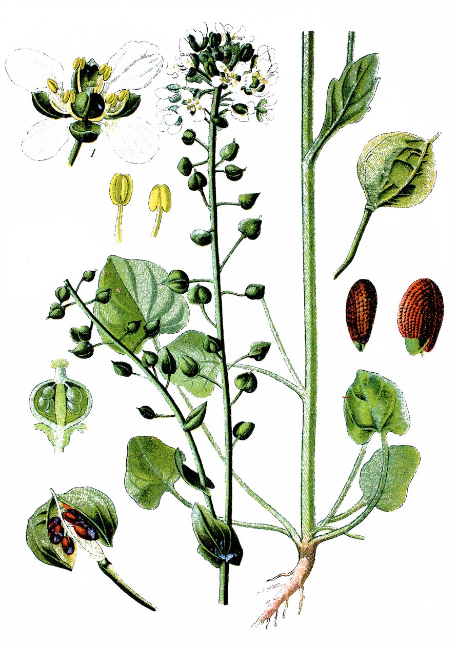 Křivatec lékařský, Cochlearia officinalis od Unbekannter Künstler