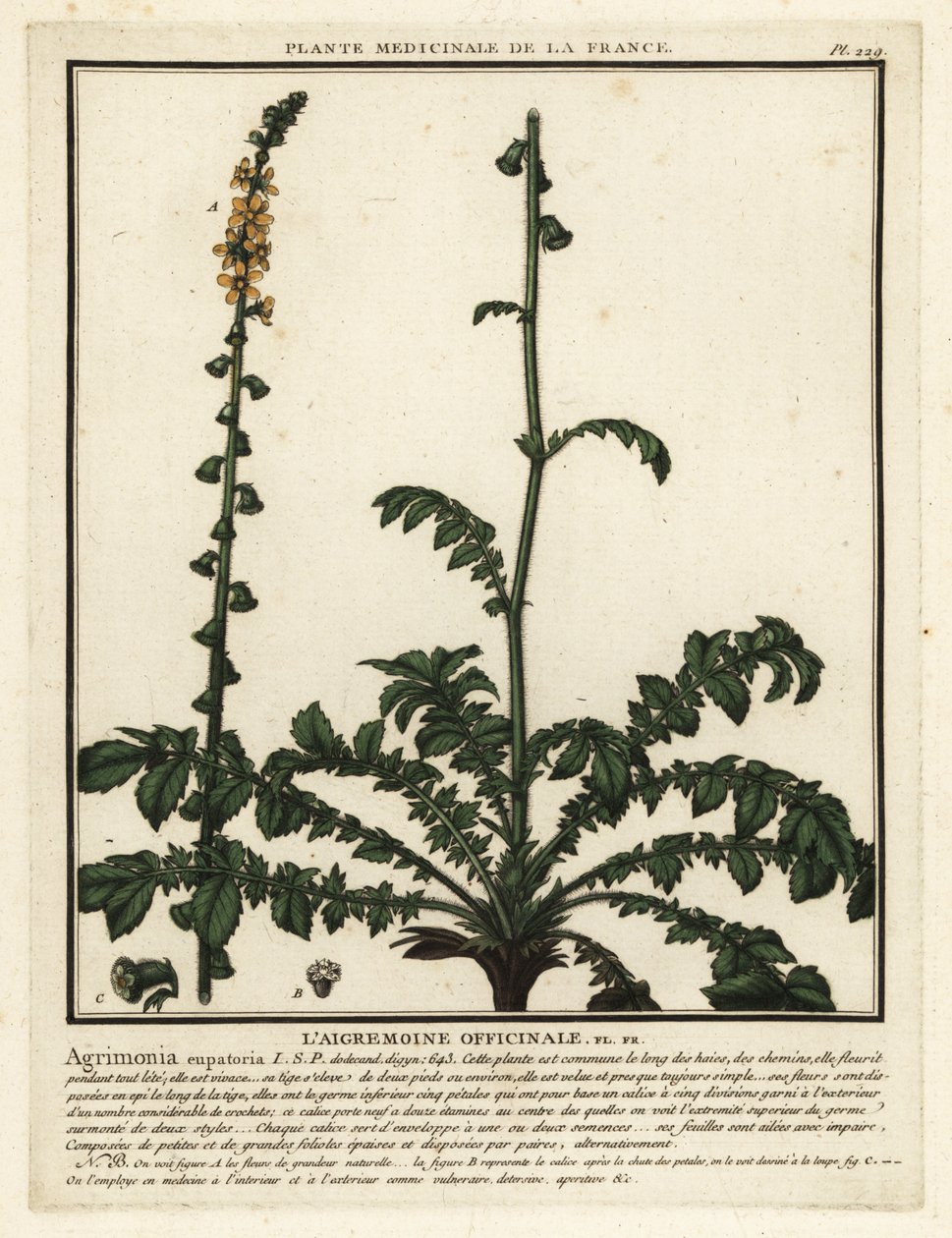 Řepík obecný, Agrimonia eupatoria. od Unbekannter Künstler