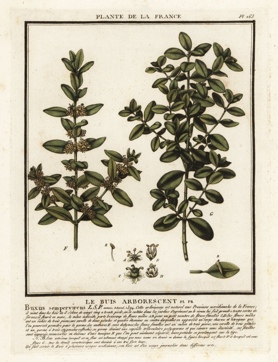 Schránka obecná, Buxus sempervirens. od Unbekannter Künstler