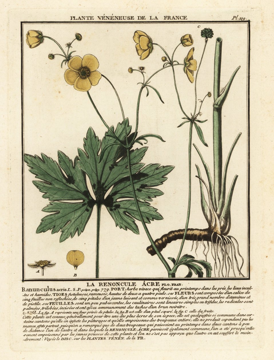 Pryskyřník obecný, Ranunculus acris. od Unbekannter Künstler