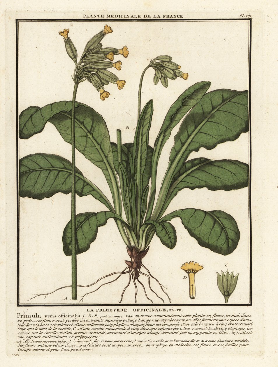 Klínovec obecný nebo prvosenka jarní, Primula veris. od Unbekannter Künstler