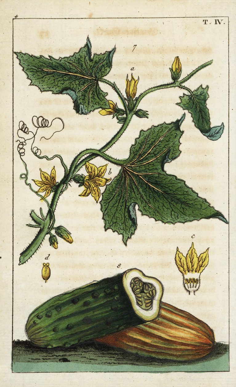 Okurka obecná, Cucumis sativus od Unbekannter Künstler