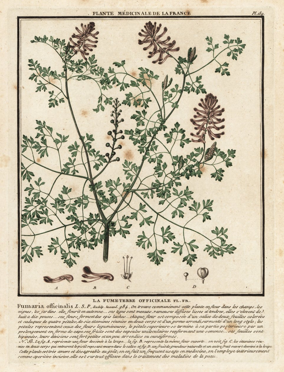 Dýmařina obecná, Fumaria officinalis. od Unbekannter Künstler