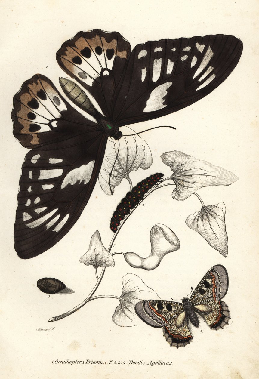 Zelenáč ptačí, Ornithoptera priamus, motýl, housenka a kukla, a nepravý apollon, Archon apollinus (Doritis apollinus). Ručně kolorovaná litografie z přírodovědné galerie Georga Friedricha Treitschkeho, Naturhistorischer Bildersaal des Thi. od Unbekannter Künstler