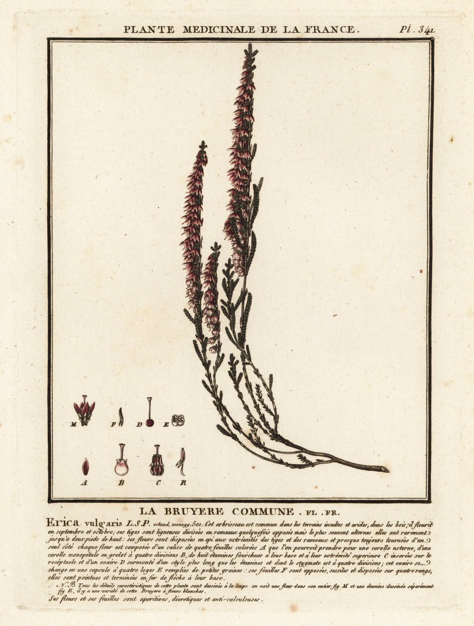 Vřes obecný, Calluna vulgaris. od Unbekannter Künstler