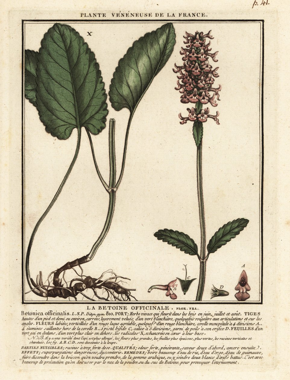 Netýkavka lékařská, Stachys officinalis. od Unbekannter Künstler