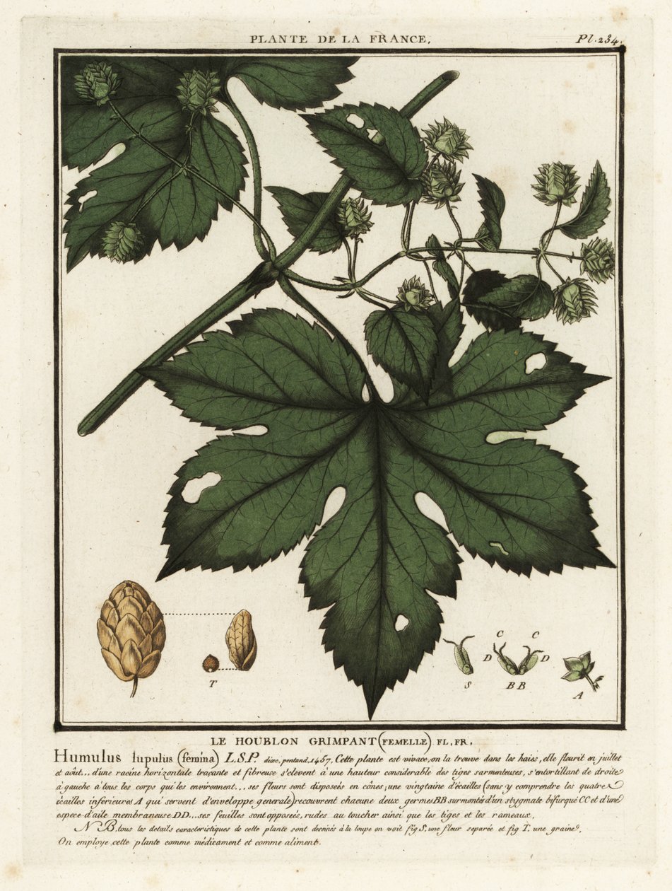 Chmel obecný, Humulus lupulus. od Unbekannter Künstler