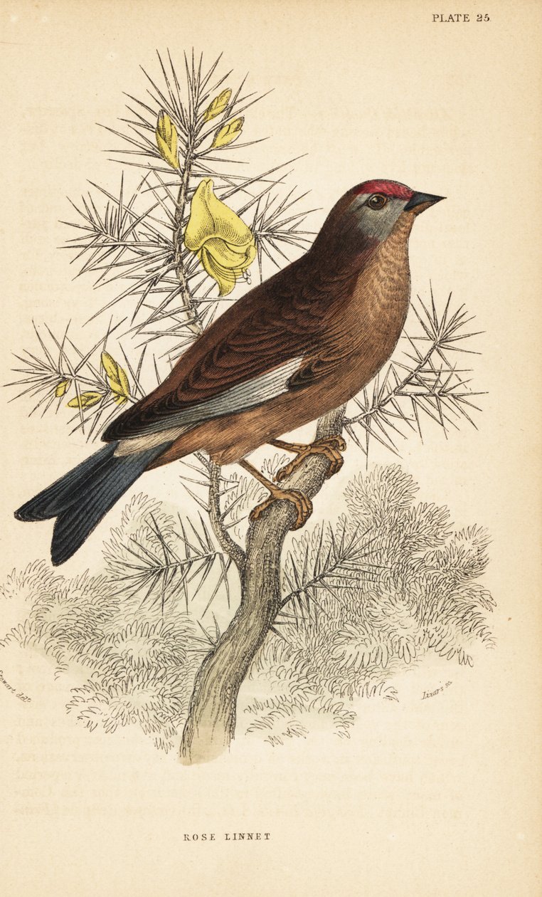 Plín obecný, Linaria cannabina, posazený na větvi. 1889 (rytina) od Unbekannter Künstler