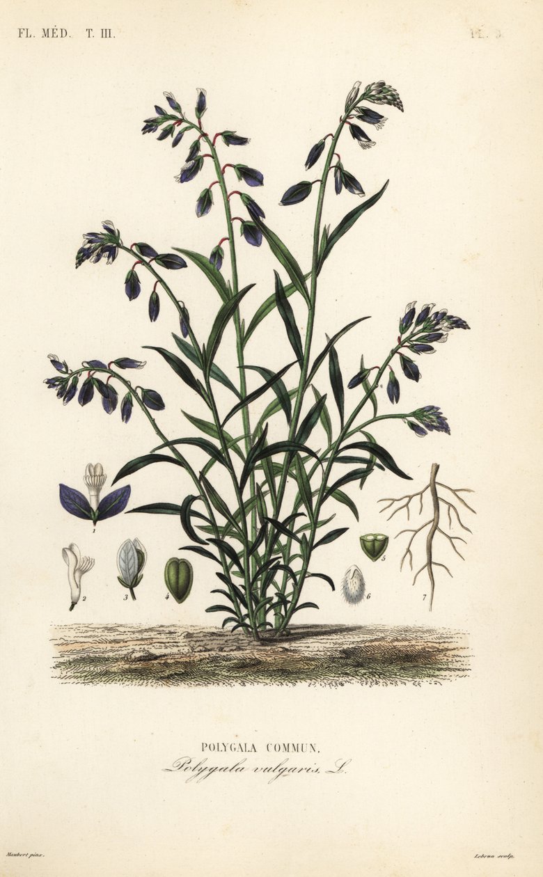 Mléka obecná, Polygala vulgaris, Polygala commun od Unbekannt