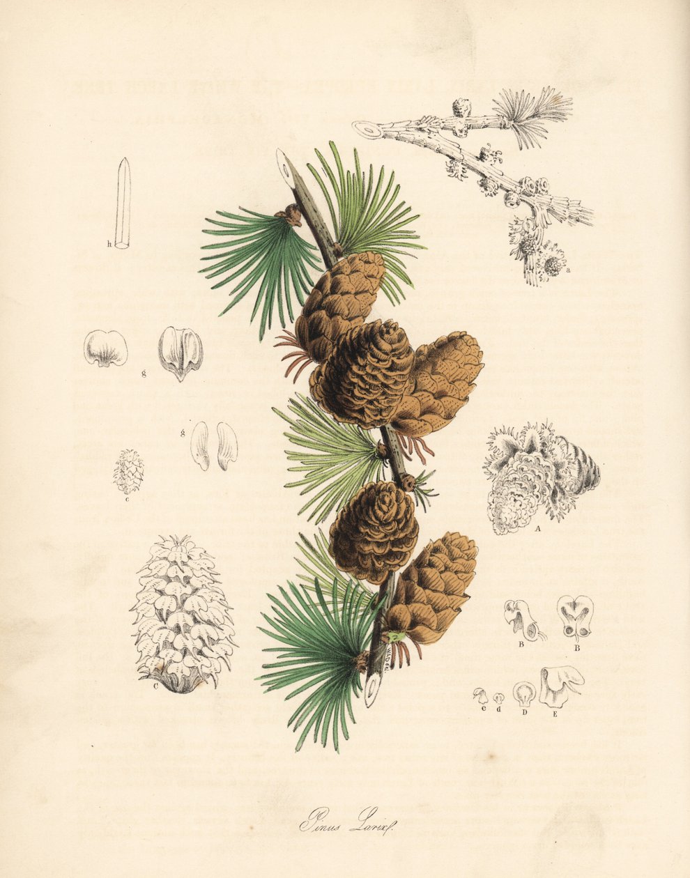 Meleza obecná nebo evropská - modřín bílý, Larix decidua (Larix europaea), list, větev a šiška. Ručně kolorovaná zinkografie C. Chabota, kterou nakreslila slečna M. A. Burnettová z knihy "Plantae Utiliores: or Illustrations of Useful Plants", Whittaker, Lo od Unbekannter Künstler