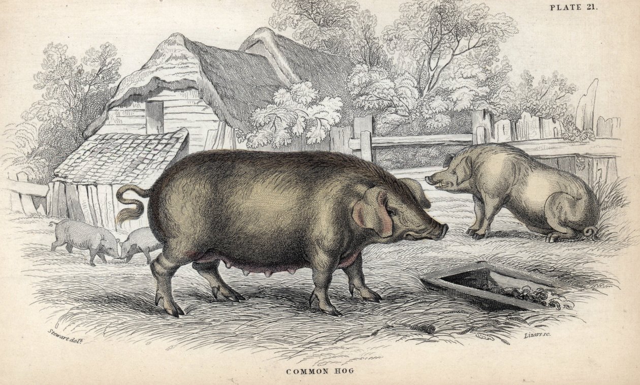 Vepřové maso (Sus domestica) ve vepříně. Mědirytina Williama Lizarse podle kresby Jamese Stewarta, publikovaná v Naturalist Library: Mammals, pachyderms and quadrupedes with fine skin, edited by W. H. Lizars, in Edinburgh, Scotland. od Unbekannter Künstler