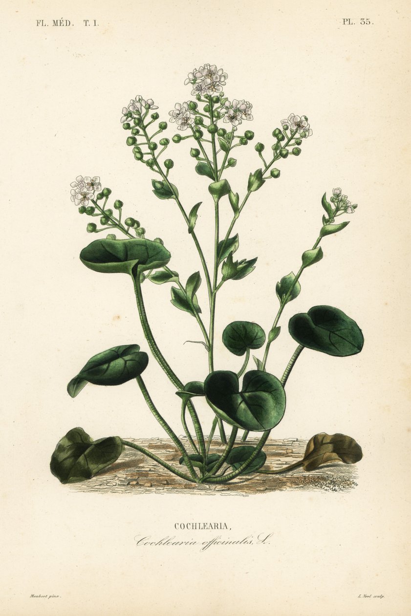 Skurník obecný nebo lžíce, Cochlearia officinalis, Cochlearia od Unbekannt