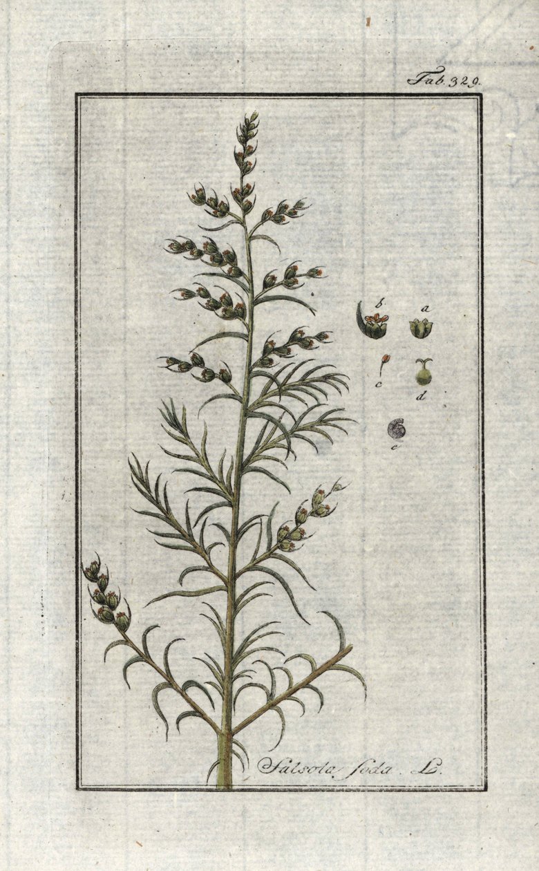 Soda obecná (Salsola soda). Litografie z knihy "Afbeelding der Artseny-Gewassen" od Johannese Zorna (1739-1799), Nizozemsko od Unbekannter Künstler