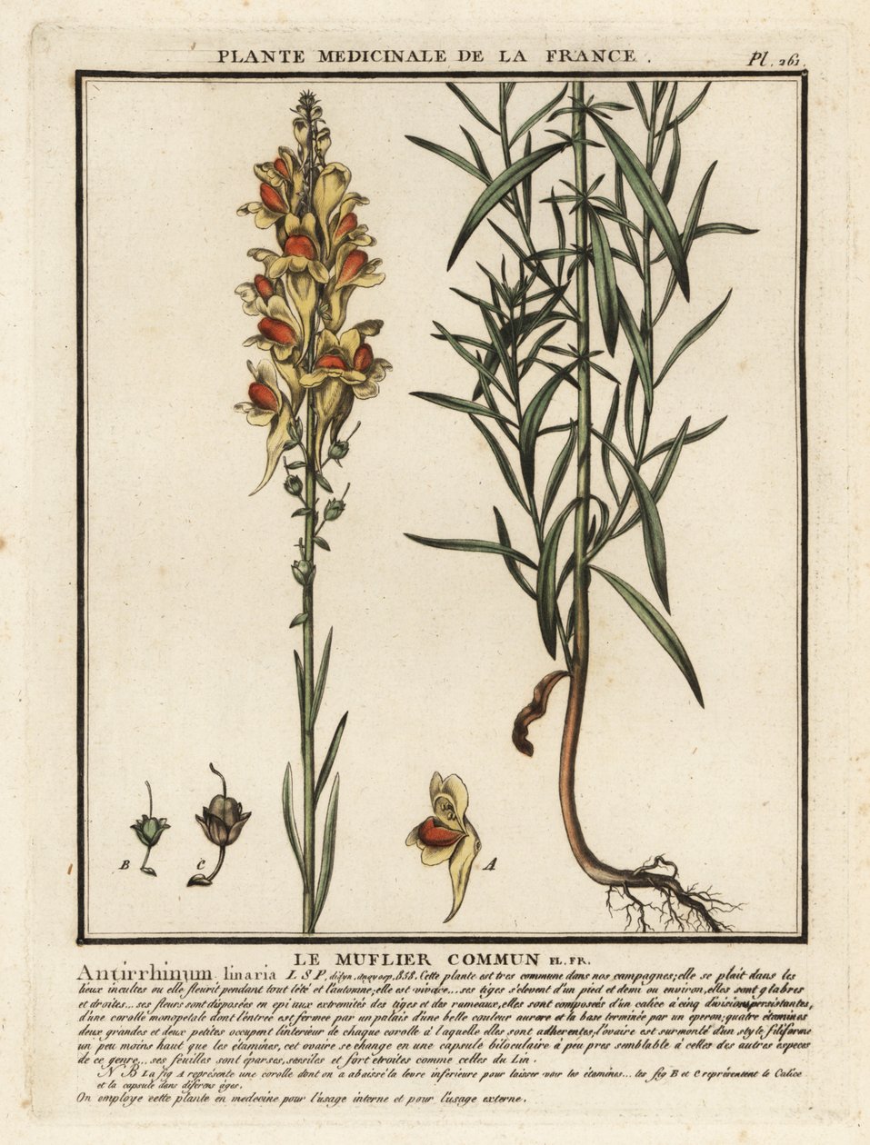 Ropucha obecná, Linaria vulgaris. od Unbekannter Künstler