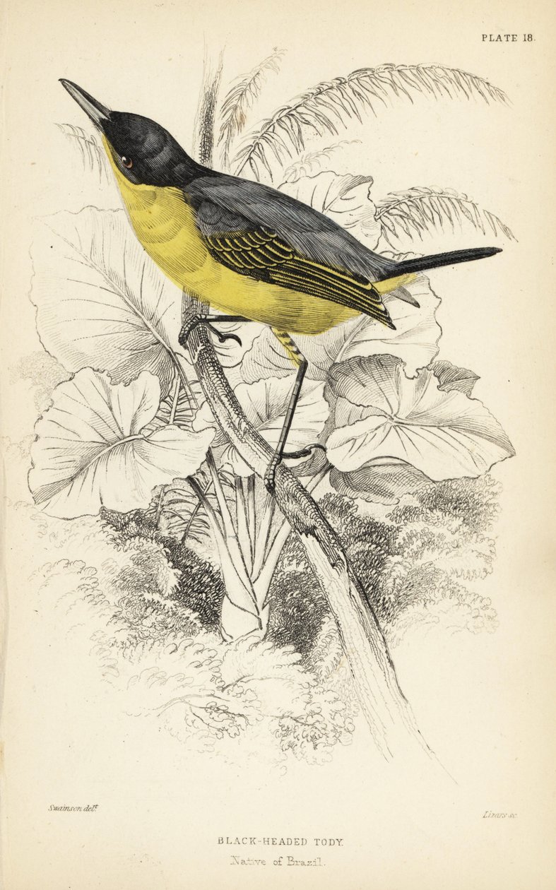Todirostrum cinereum (Todus melanocephalus), moudivláček lužní. Ručně kolorovaná ocelorytina Williama Lizarse podle ilustrace Williama Swainsona z Naturalist