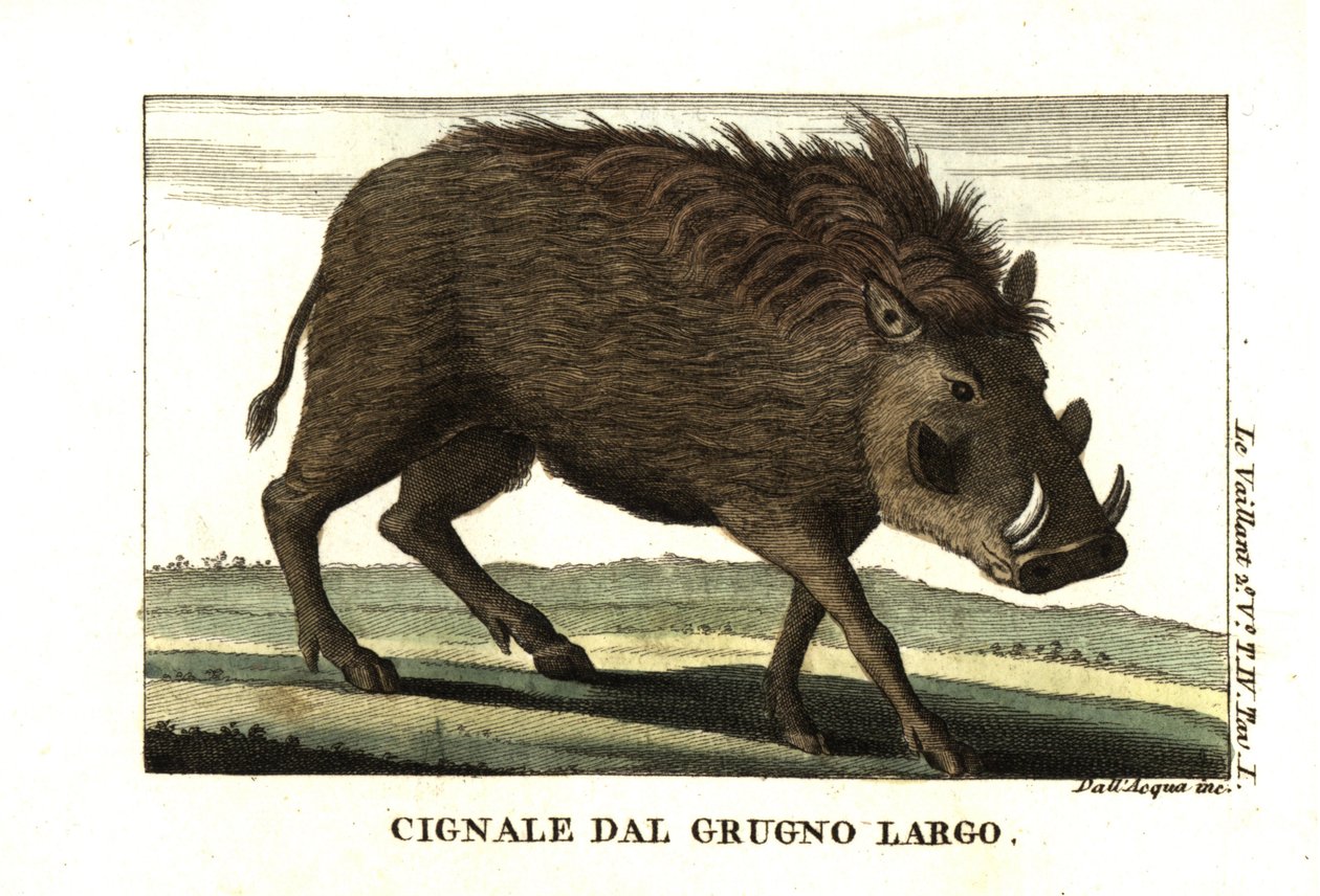 Prase bradavičnaté, Phacochoerus africanus. Od Francois Le Vaillant (Levaillant od Unbekannter Künstler