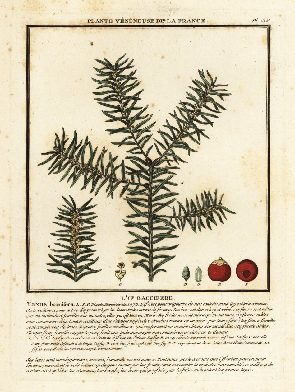 Tis obecný nebo anglický tis, Taxus baccata. od Unbekannter Künstler