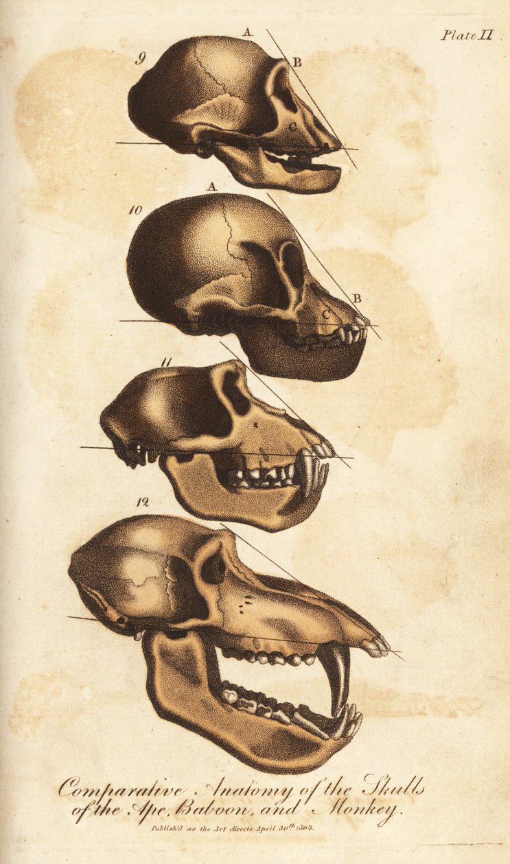 Srovnávací anatomie lebek opic, paviánů a opic - ručně kolorovaná mědirytina z knihy Ebenezera Siblyho Universal System of Natural History, Londýn od Unbekannter Künstler