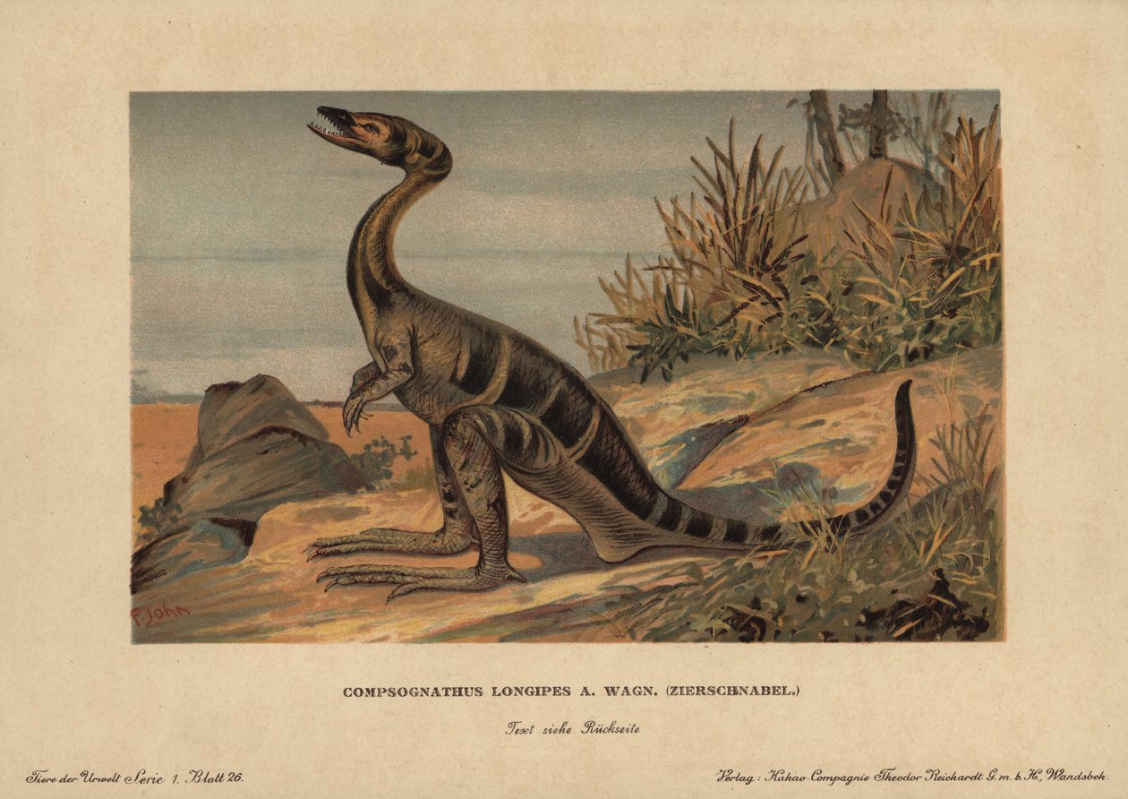 Compsognathus longipes, rod malých dvoukřídlých dinosaurů jurského masožravého období. Chromolitografie F. Johna (série prehistorických zvířat společnosti Reichardt Cocoa Company), původně publikovaná v knize "Animals of the Prehistoric World". od Unbekannter Künstler