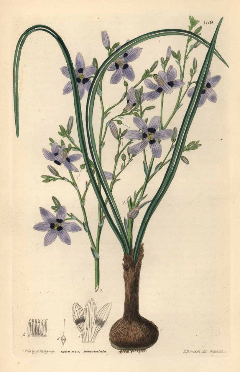 Conanthere - Conanthera trimaculata (Cummingia trimaculata, Cummingia trimaculata). Weddellova ručně kolorovaná mědirytina podle Edwina Daltona Smithe z knihy John Lindley and Robert Sweet