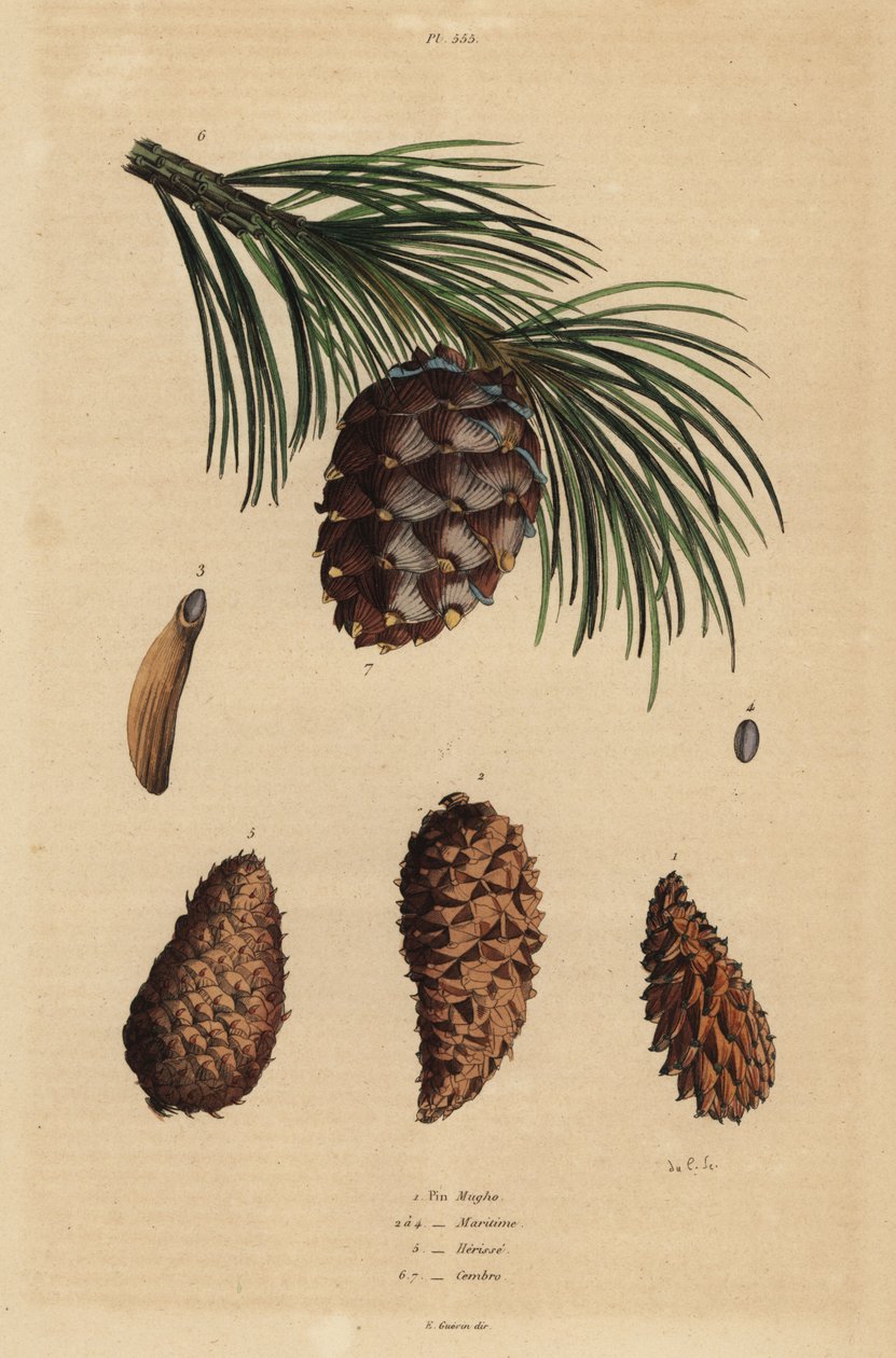 Šišky borovice plazivé, Pinus mugo 1, borovice halepské, Pinus halepensis 2-4, borovice smolné, Pinus rigida 5 a borovice švýcarské, Pinus cembra od Unbekannt