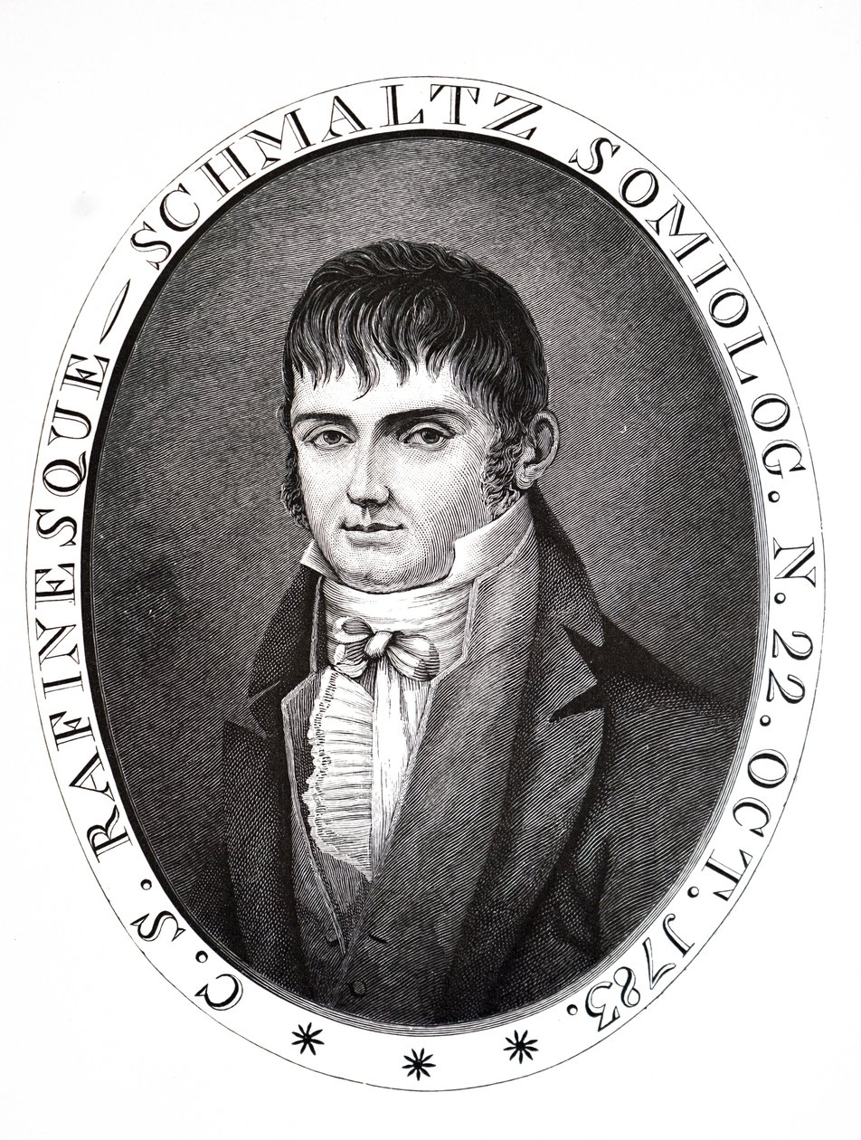 Konstantina Samuela Feldera. od Unbekannt