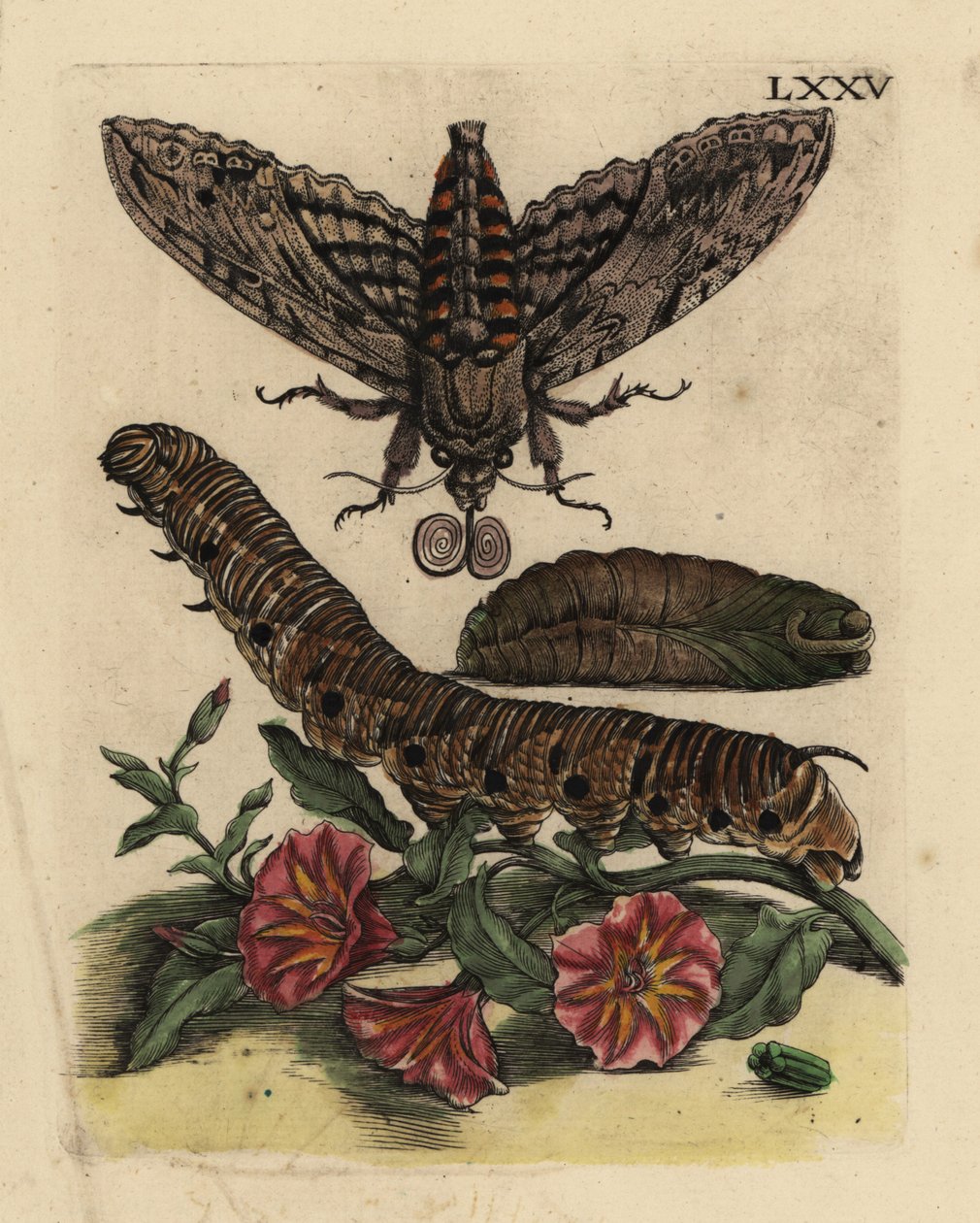 Convolvulus jestřábník, Agrius convolvuli, housenka a kukla se svlačem rolním, Convolvulus arvensis LXXV od Unbekannt