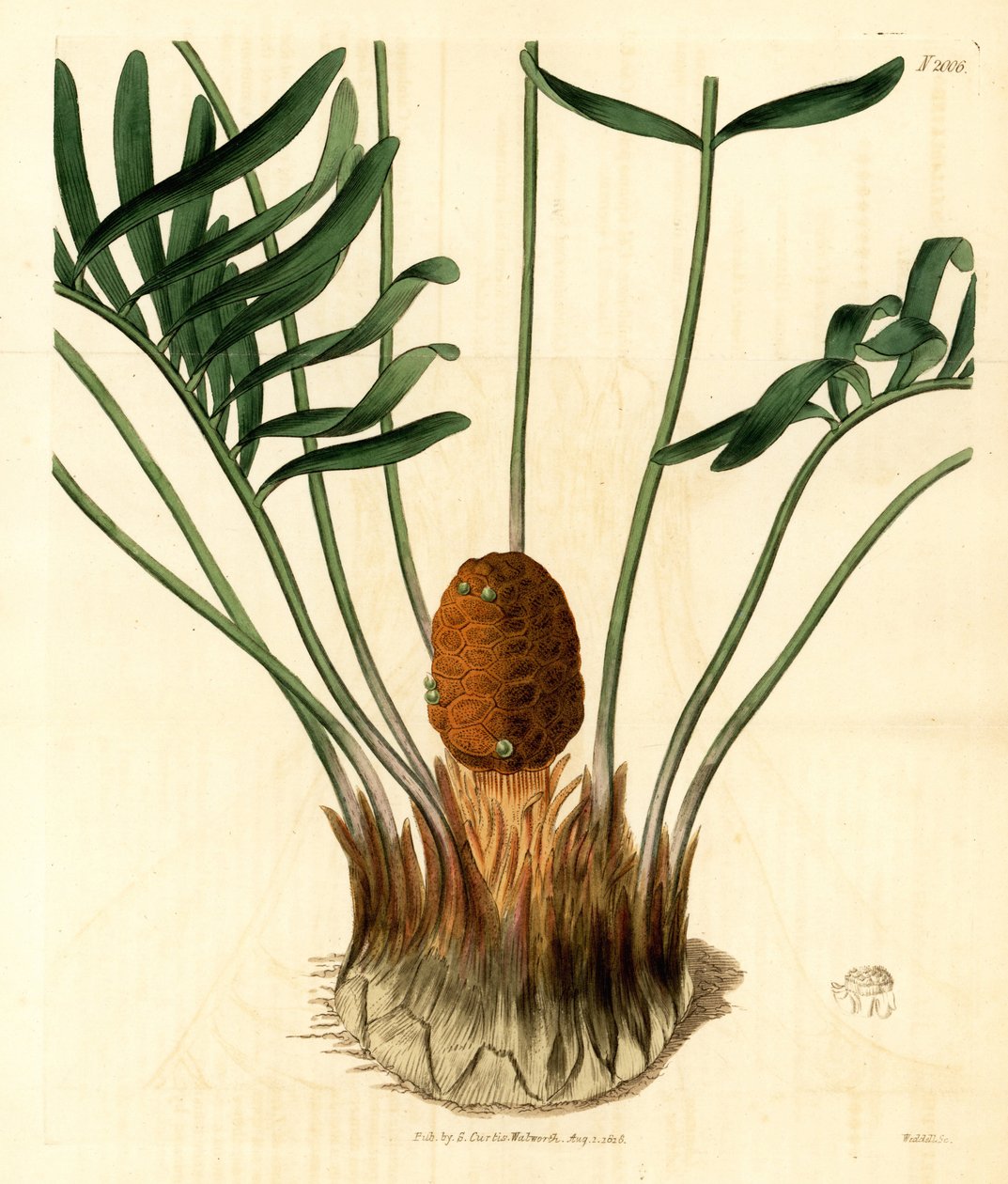 Coontie, Zamia pumila var. male. Weddellova ručně kolorovaná mědirytina z Botanical Magazine Samuela Curtise, Londýn. od Unbekannter Künstler