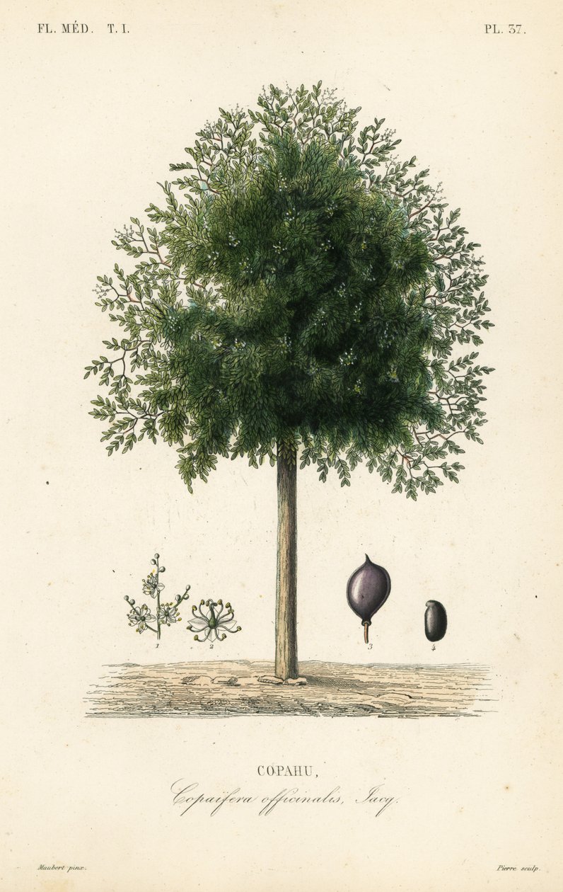 Strom Copaiba, Copaifera officinalis, Copahu od Unbekannt