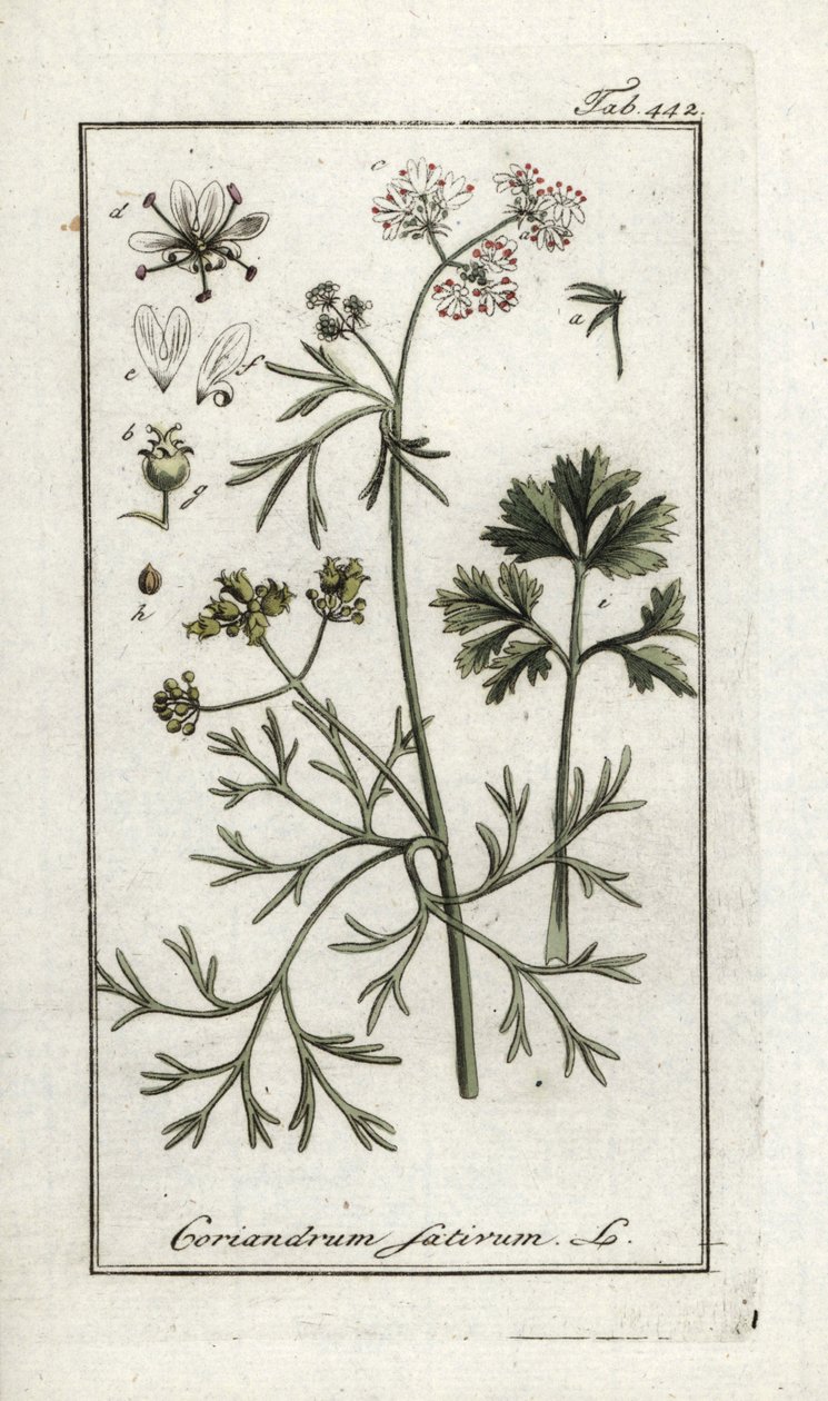 Koriandr (Coriandrum sativum). Litografie z knihy "Afbeelding der Artseny-Gewassen" od Johannese Zorna (1739-1799), Nizozemsko. od Unbekannter Künstler