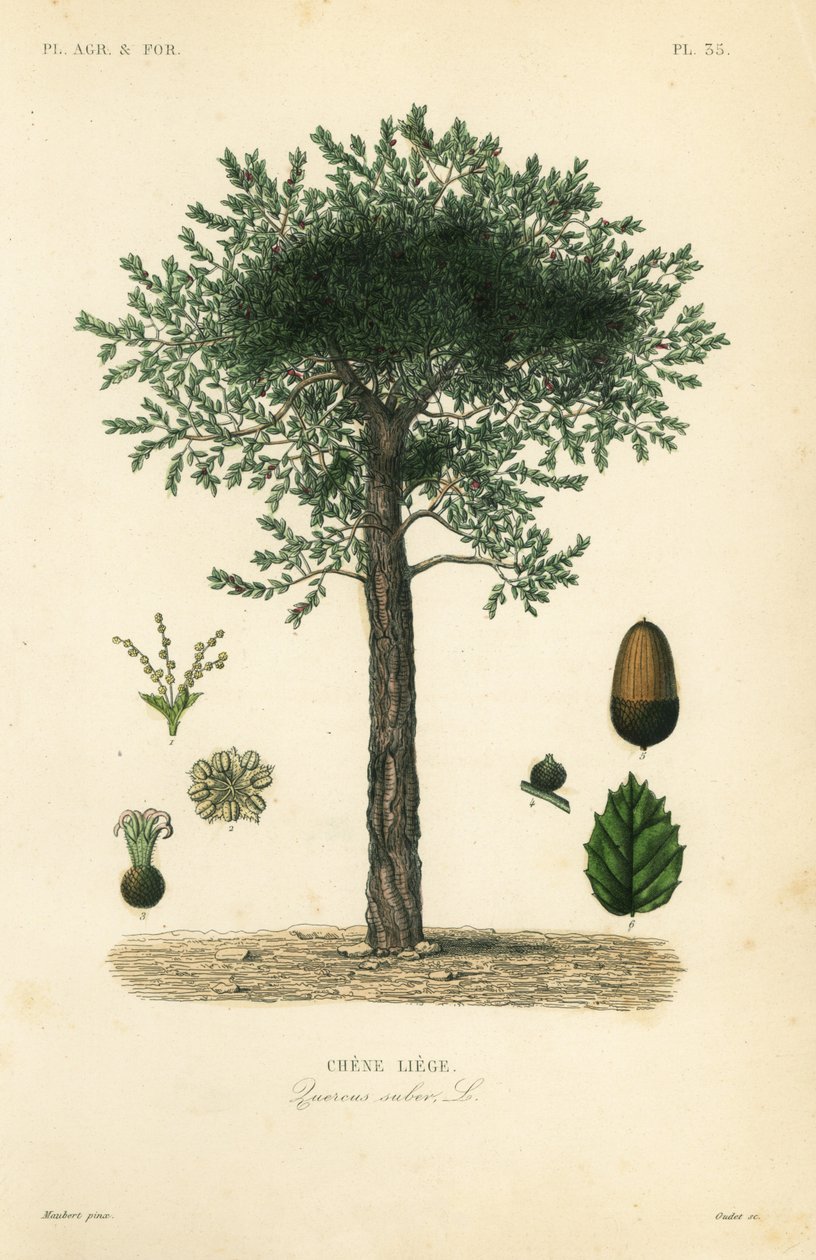 Dub korkový, Quercus suber, chene liege od Unbekannt