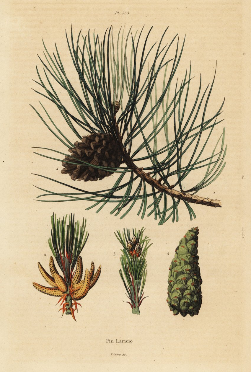 borovice korsická, Pinus nigra subsp od Unbekannt