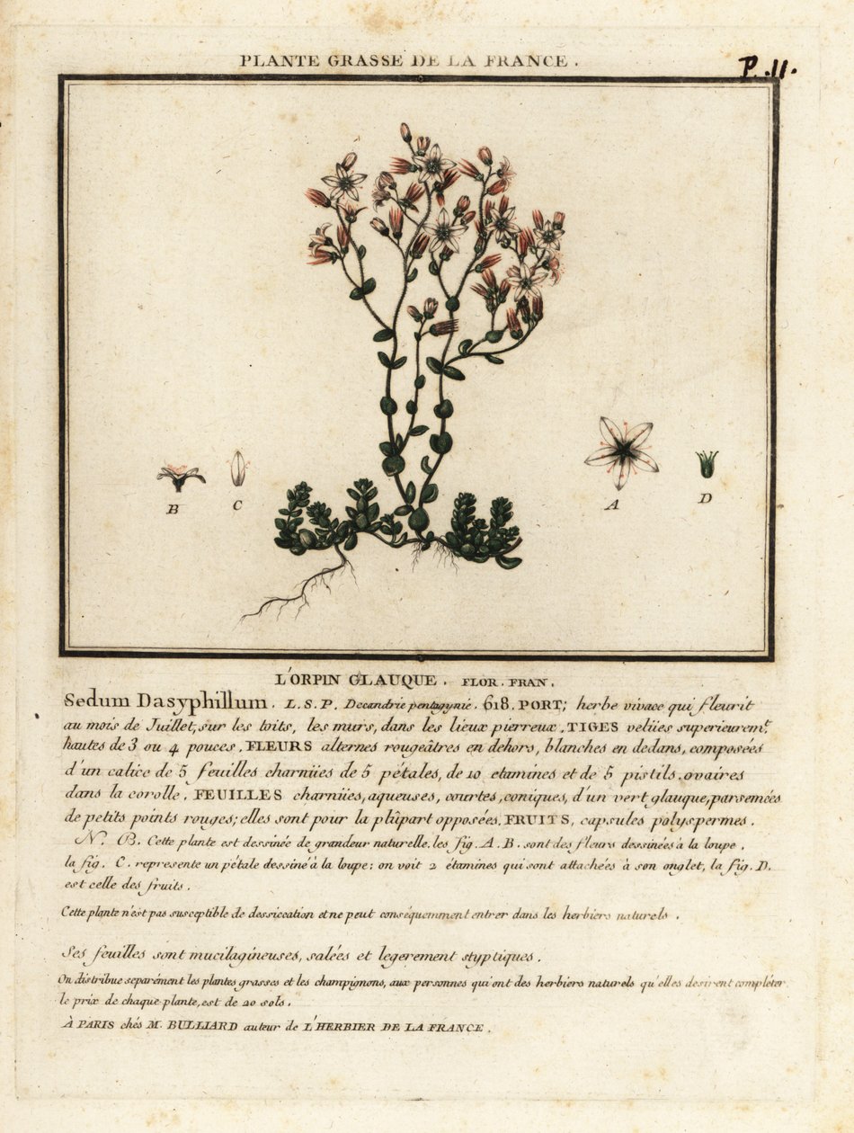 Korsický rozchodník, Sedum dasyphyllum. od Unbekannter Künstler
