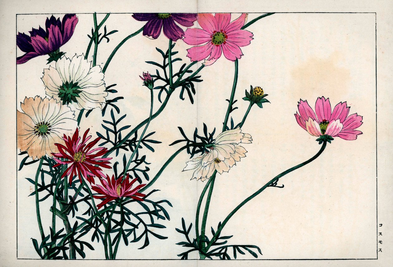 Druhy Cosmos s různými barvami od bílé po růžovou. Cosmos, Cosmos bipinnatus. Ručně kolorovaný dřevoryt z knihy Konana Tanigamiho "Seiyou Sokazufu" (Obrazové album západních rostlin a květin: Podzimní zima), Unsodo, Kjóto. od Unbekannter Künstler