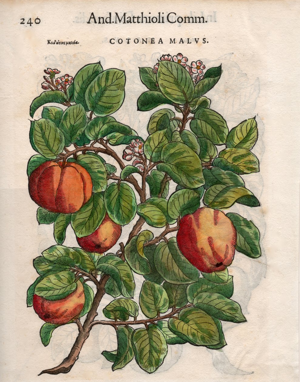 Cotonea Malvs. z „Komentářů“ Pietra Andrea Mattioliho (barevný dřevoryt) od Unbekannt