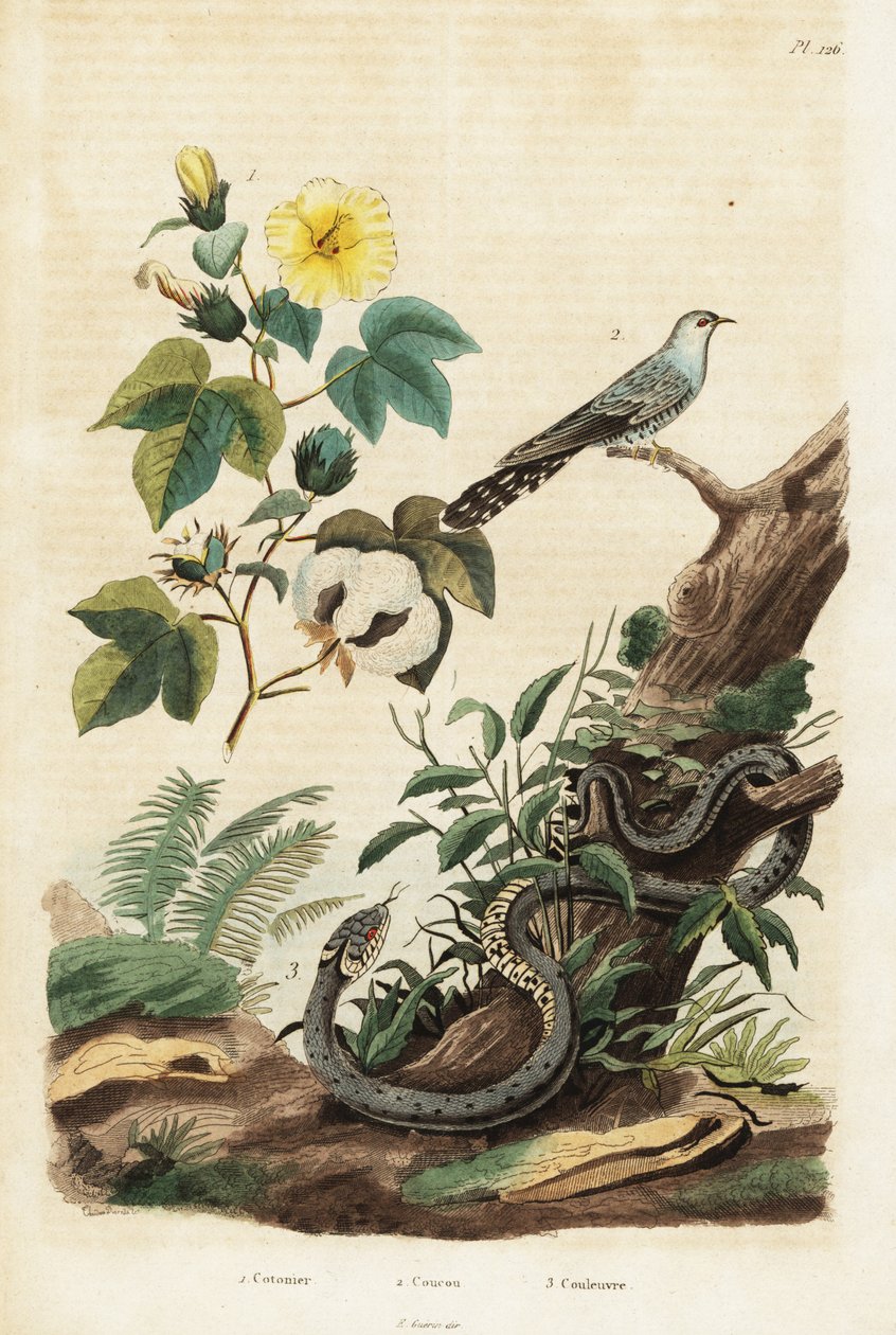 Bavlna, kukačka a užovka.,1834-1839 (rytina) od Unbekannter Künstler