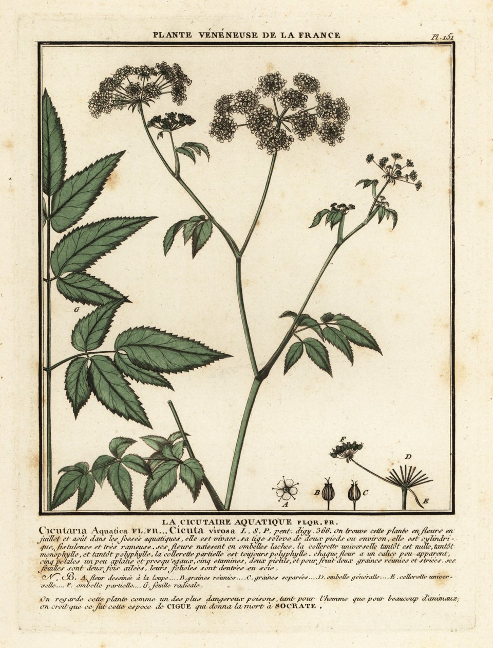 Cowbane, Hemlock virosa. od Unbekannter Künstler