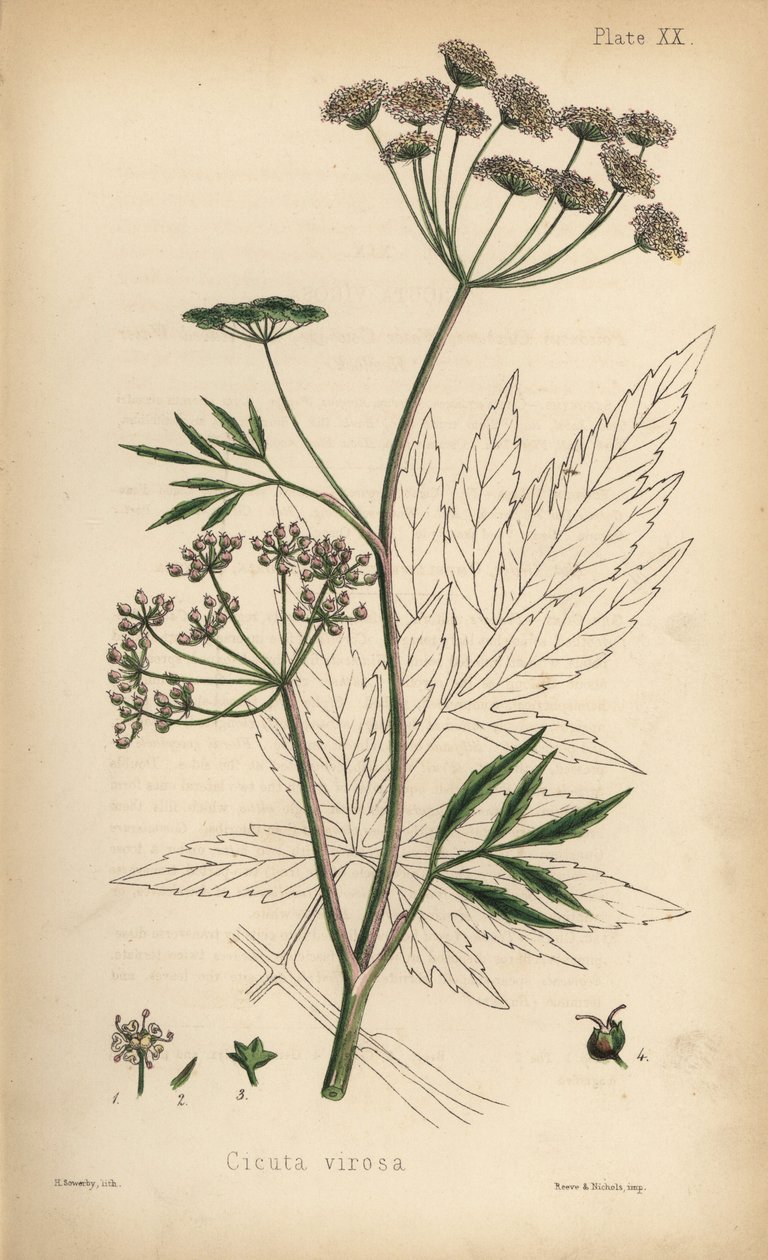 Cicuta virosa, vodní svízel, Cicuta virosa. Ručně kolorovaná litografie Henryho Sowerbyho z knihy Edwarda Hamiltona Flora Homeopathica, Bailliere, Londýn. od Unbekannter Künstler