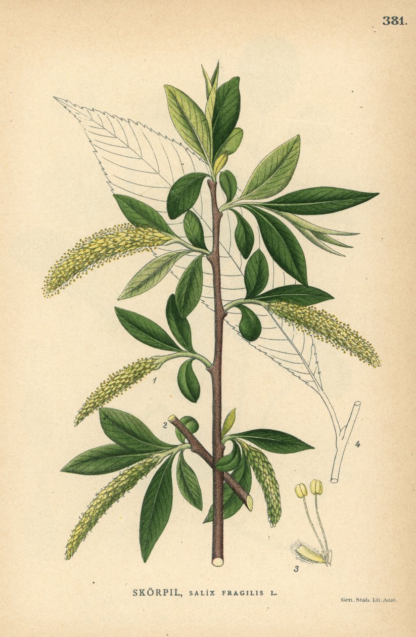 Vrba křehká, Salix fragilis od Unbekannter Künstler