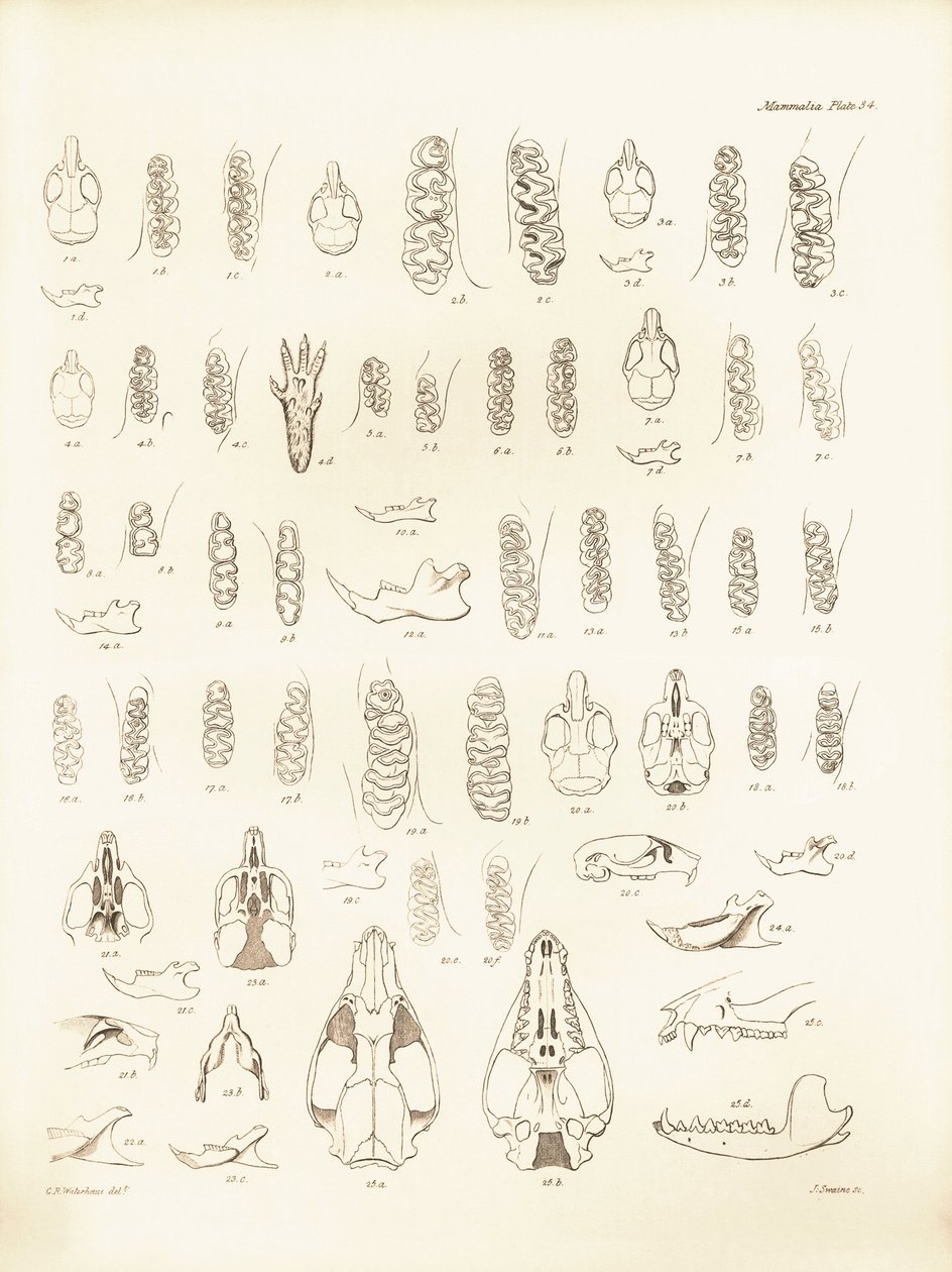 Jeřáby a zuby různých druhů hlodavců, které popsal Charles Darwin během své výzkumné cesty na palubě lodi Beagle. Deska z knihy "The Zoology of the voyage of H.M.S. Beagle under the command of Captain Fitzroy during the years 1832 to 1836 edited and sup od Unbekannter Künstler