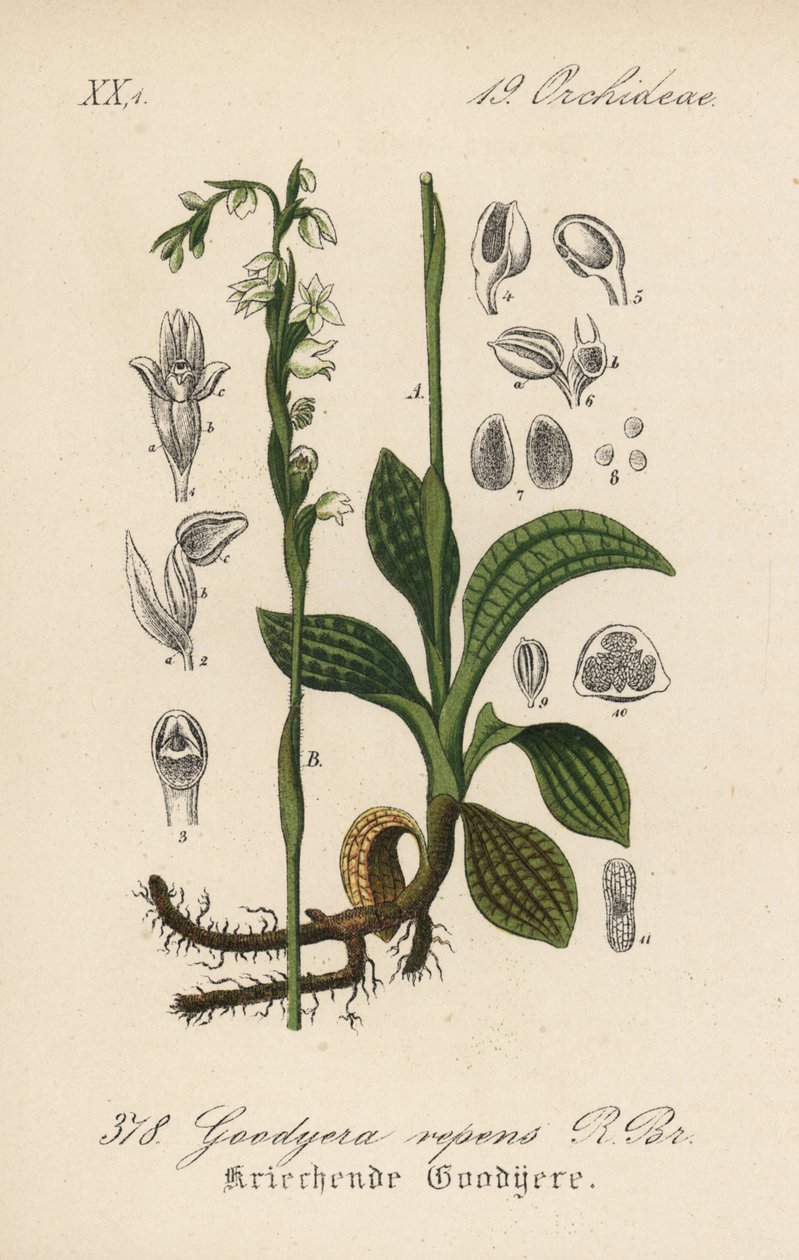 Goodyere plazivá - Goodyera repens. Ručně kolorovaná litografie z knihy Diedericha von Schlechtendala Německá flóra (Flora von Deutschland), Jena. od Unbekannter Künstler