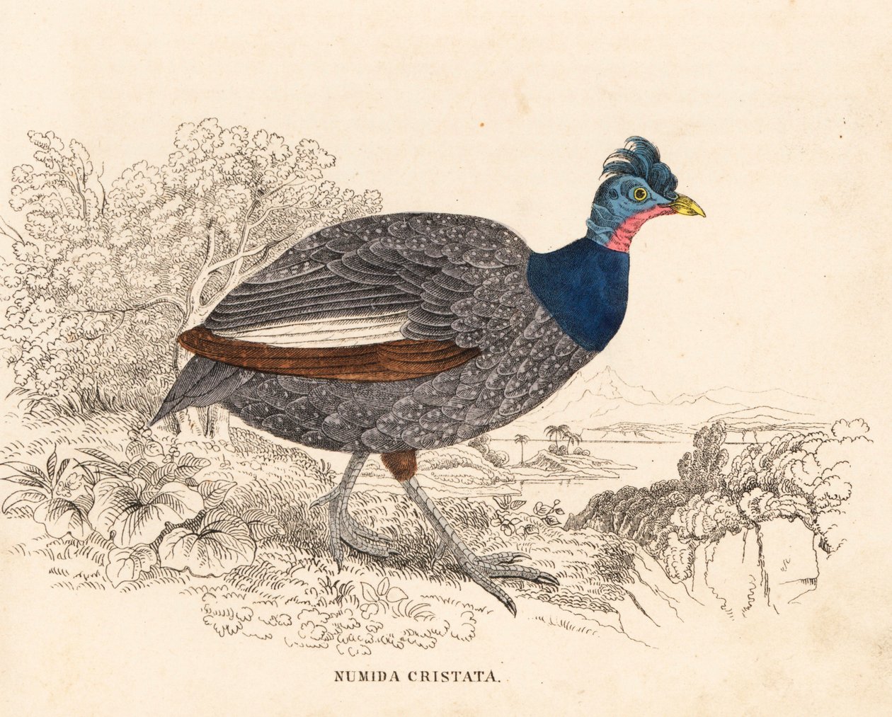Guinejka chocholatá, Guttera pucherani (Numida cristata). Ručně kolorovaná ocelorytina z Přírodovědné galerie Georga Friedricha Treitschkeho, Naturhistorischer Bildersaal des Thierreiches, Liepzig. od Unbekannter Künstler