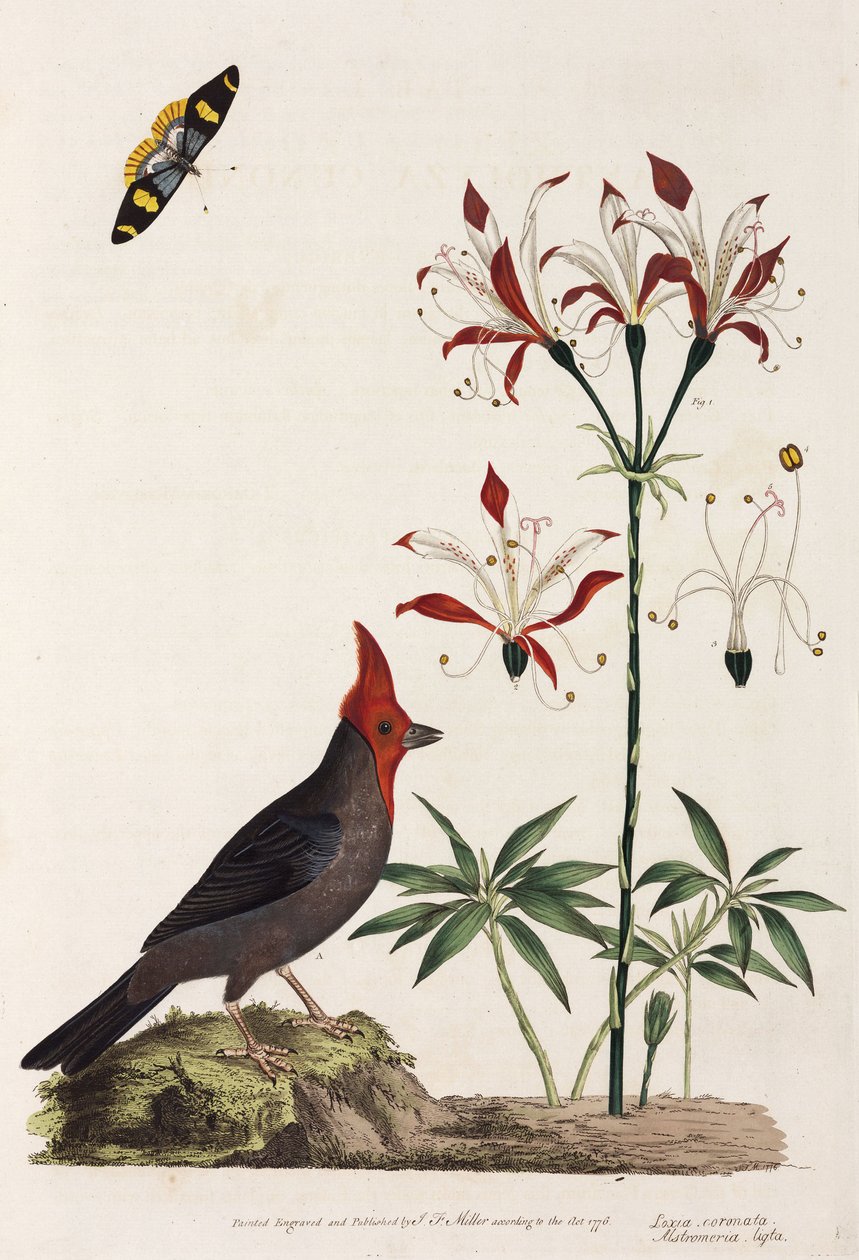 Crossbill, lilie a motýl od Unbekannt