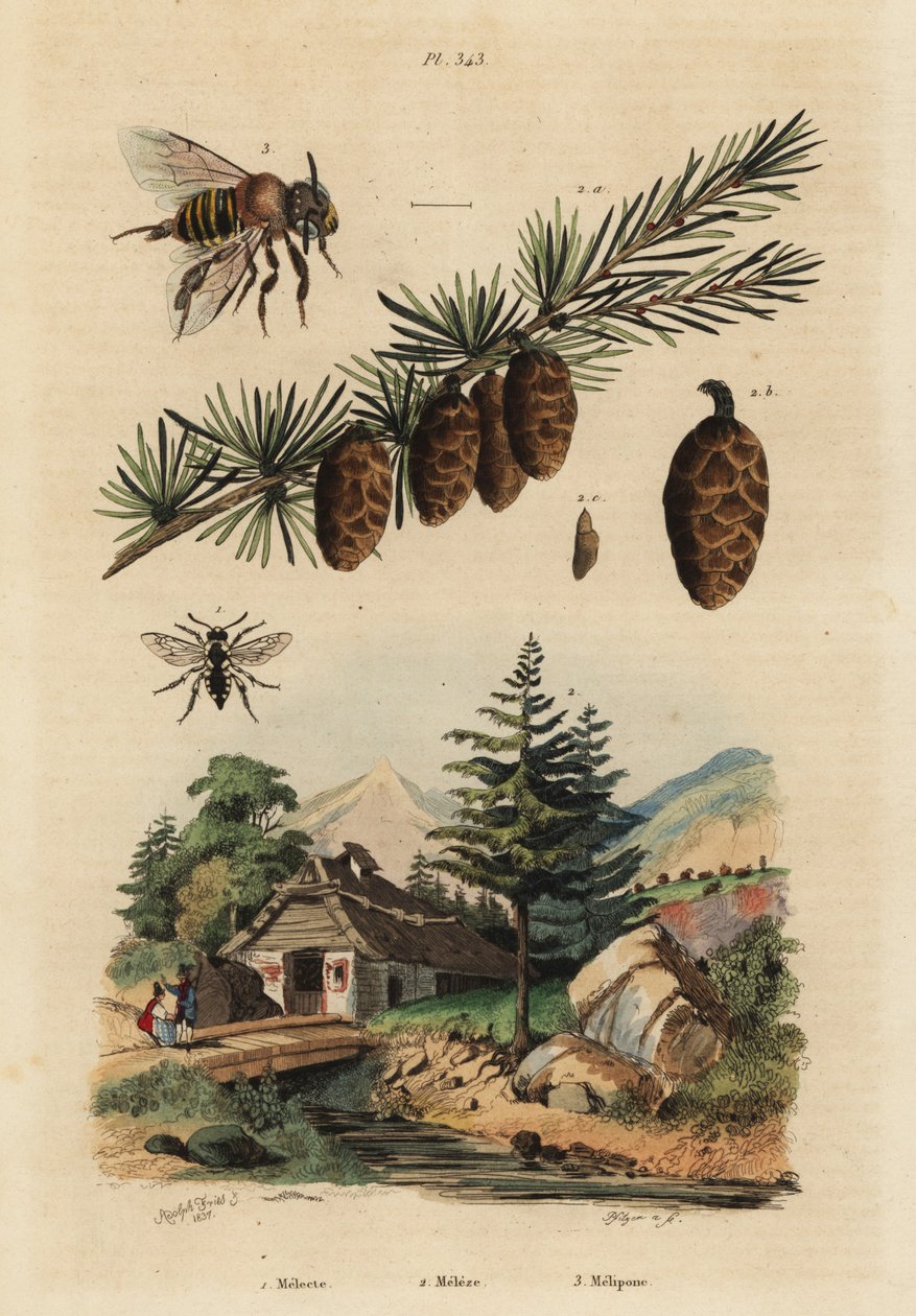 Včela kukačka, Melecta albifrons 1, modřín evropský, Larix decidua 2 a medonosná včela melipona, Melipona favosa 3 od Unbekannt
