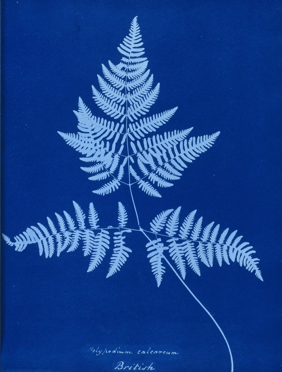 Kyanotypie Polypodium calcareum od Unbekannt