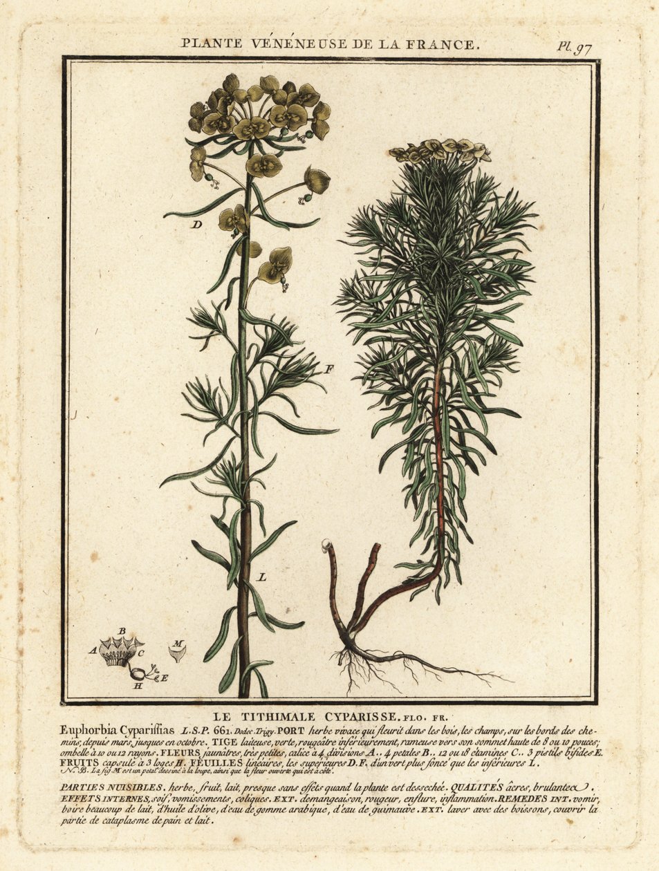 Pryšec cypřišový, Euphorbia cyparissias. od Unbekannter Künstler