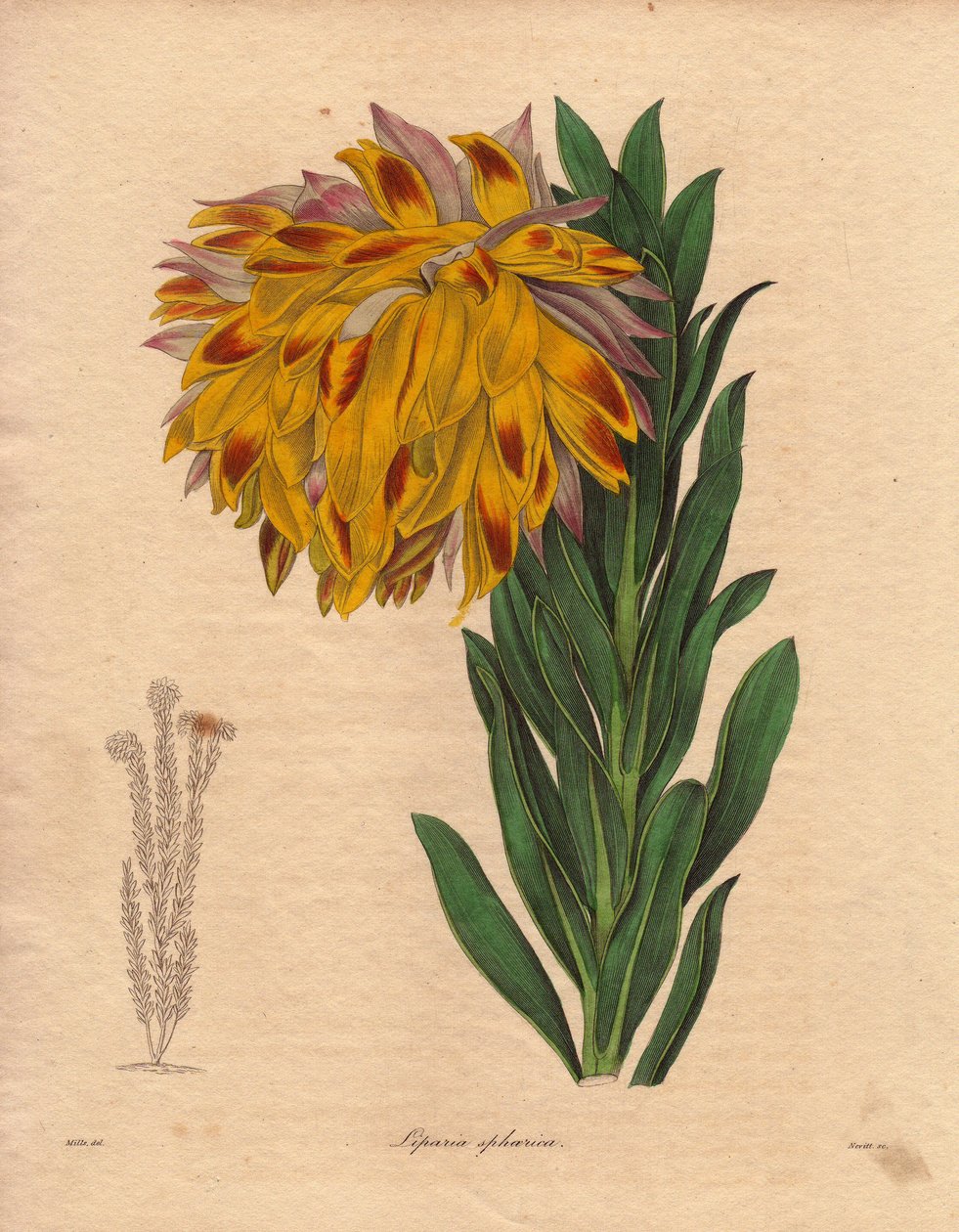 Odrůda jiřinky, liparie kulovitá (Liparia sphaerica), má velký skloněný květ, oranžové barvy, původem z Kapského Města (Jižní Afrika). Ilustrace R. Millse (1836-1842) v pětisvazkové sérii The Botanist od Benjamina Maunda, která vyšla v letech 1856-1856. od Unbekannter Künstler
