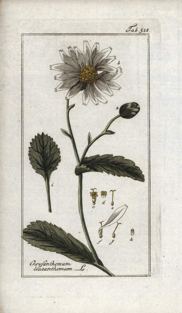 Sedmikráska obecná (Leucanthemum vulgare). Litografie z knihy "Afbeelding der Artseny-Gewassen" od Johannese Zorna (1739-1799), Nizozemsko od Unbekannter Künstler