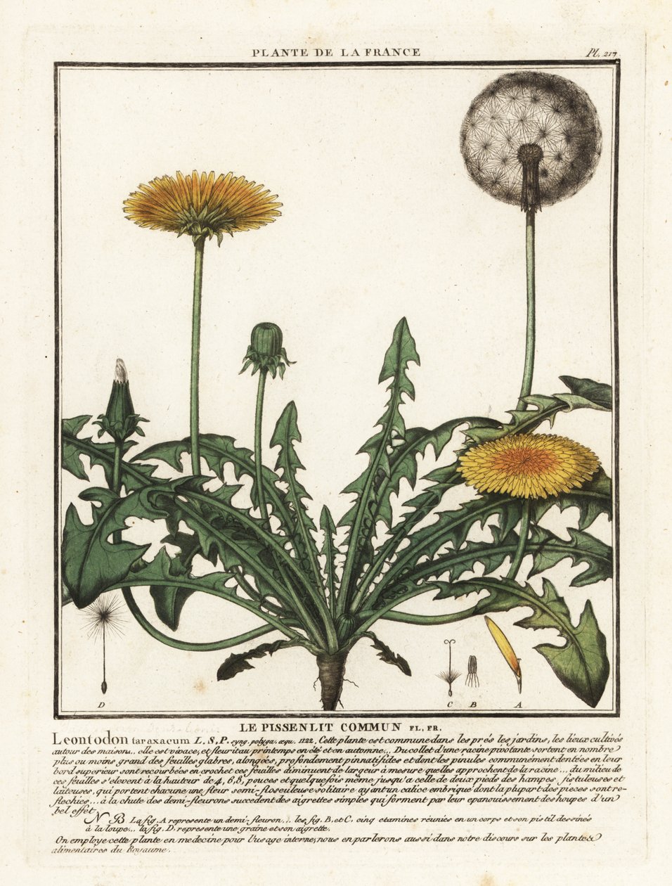 Pampeliška, Taraxacum campylodes. od Unbekannter Künstler