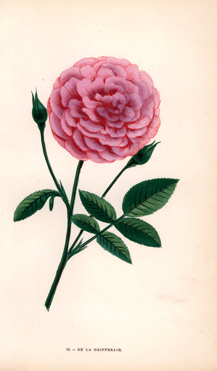 Růže De la Grifferaie, kříženec růže mnohokvěté, se objevila na trhu kolem roku 1846. Chromolitografie nakreslená a litografovaná podle přírody F. Grobonem podle knihy Hippolyte Jamaina a Eugena Forneyho "Les Roses", Paříž, J. Rothschild. od Unbekannter Künstler